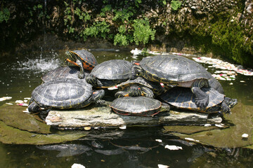 Obraz premium turtle on the water