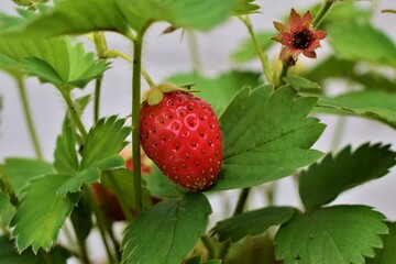 Ripe red strawberry on the stem in the bush