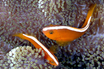An anemone and it's Clown fish