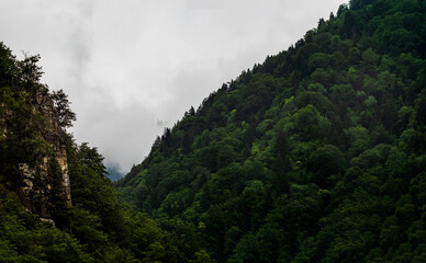 misty morning in the mountains, forest with full of trees  and valley