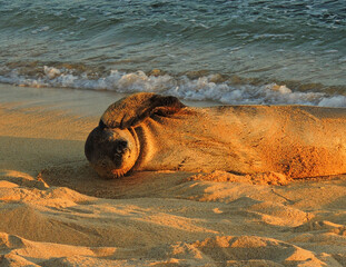   hawaiian monk seal  lying in the sand on poipu beach, kauai, hawaii, at dusk    - obrazy, fototapety, plakaty