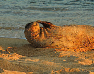   hawaiian monk seal  lying in the sand on poipu beach, kauai, hawaii, at dusk    © Nina