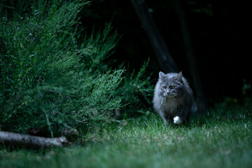 gray longhair cat on the prowl walking on green meadow at night