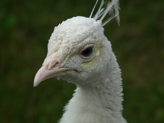 close up of white peacock