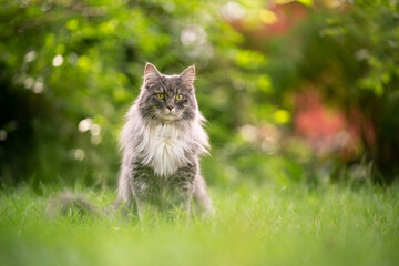 Naklejka na ściany i meble gray maine coon coon cat portrait sitting on grass outdoors in nature