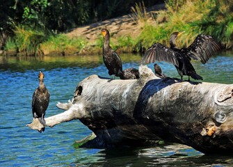  double-crested   cormorants sunning on a log in the south platte river, in the south platte park...