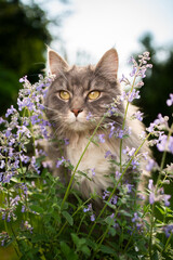 blue tabby white maine coon cat looking at blossoming catnip plant outdoors in nature