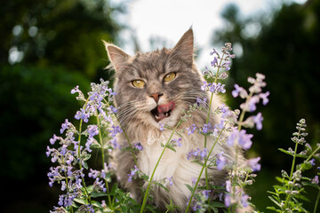 blue tabby white maine coon cat licking lips after eating fresh blossoming catnip plant outdoors in...