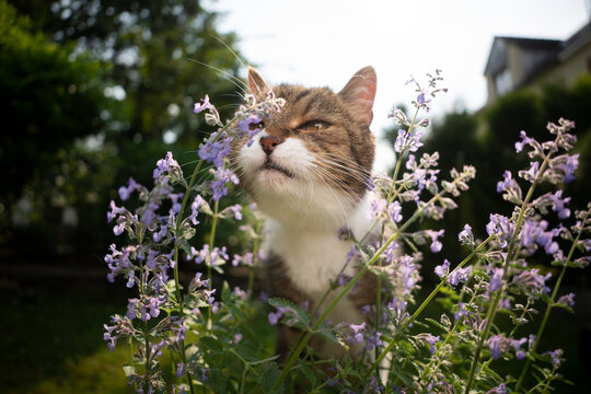 cute tabby white cat smelling blossoming catnip plant outdoors in the back yard
