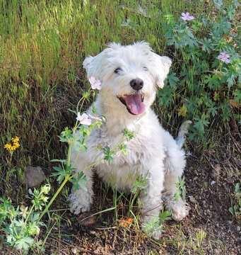 Adorable white schnoodle dog sitting in the wildflowers in summer while hiking near boulder, colorado  