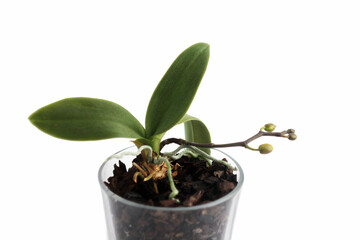 Phalaenopsis orchid with buds in a glass pot on a white background. Copy Space