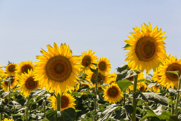 Sunflower field in summer. Agriculture. Selective depth of field.