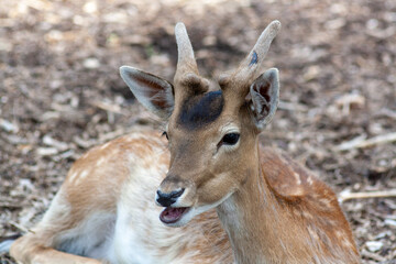 Fototapeta premium white deer