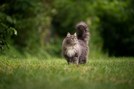 Gray Longhair Maine Coon Cat With Fluffy Tail Outdoors In Green Back Yard Standing On Lawn Observing