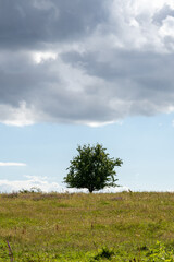 Obraz premium tree on a hill