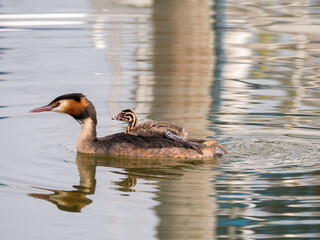 Great crested grebe, Podiceps cristatus, young carried on back of adult, Netherlands