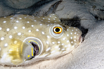 A picture of a puffer fish