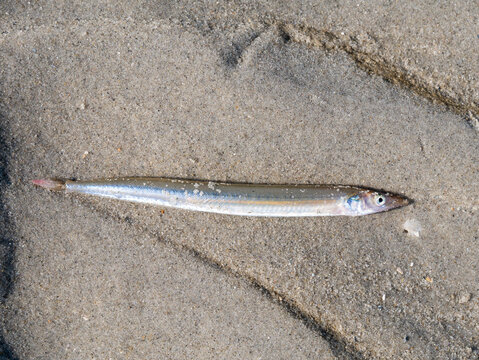 Lesser sand eel or sand lance, Ammodytes tobianus, lying on sand at low tide of Waddensea, Netherlands