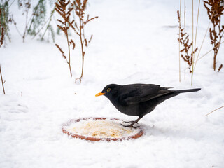 Blackbird, Turdus merula, male eating peanut butter for birds in snow in winter, Netherlands
