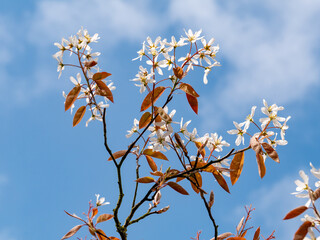 Juneberry or snowy mespilus, Amelanchier lamarkii, branches with brown leaves and white flowers in...