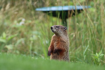Woodchuck standing up to look over a hill