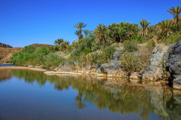 trees on the shore of a lake