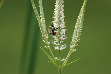 A common eastern bumble bee on Culver's root flowers