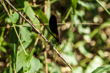 Black damselfly settled on thorny branch.