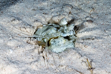A picture of a white mantis shrimp