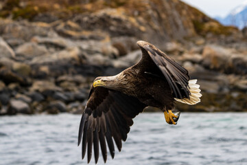 White tail eagle