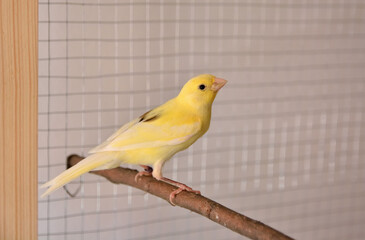 A young yellow male canary on bird perch stands in the cage at home. Cute Slavujar canary breed...