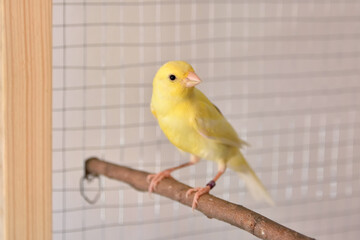 Yellow canary on bird perch stands in the cage at home and looking at camera. Cute Slavujar canary...