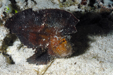 A picture of a leaf fish