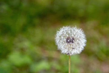 Obraz premium White dandelion on blurred dark green background.