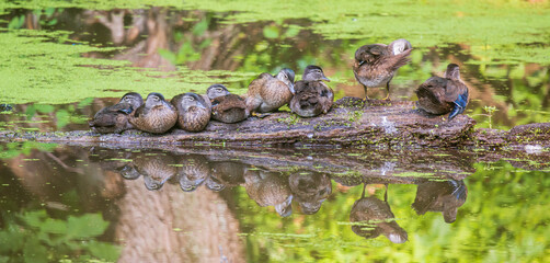 Family of wood ducks on a log