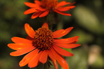 red flower in the garden