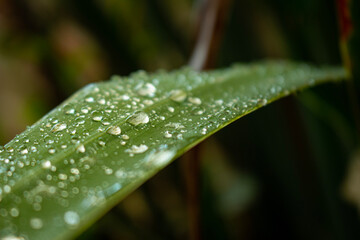dew on a leaf