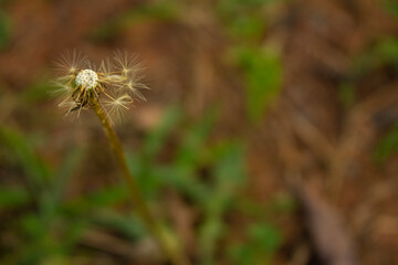 seed head
