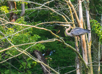 Great blue heron standing on a tree branch