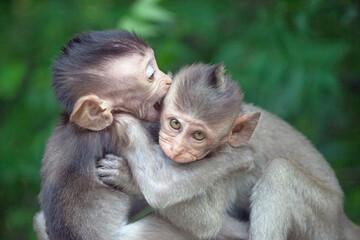 Naklejka premium 可愛いサル