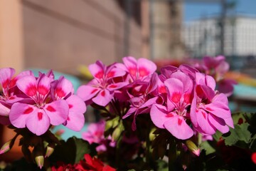 A close up of lovely pink and red geranium flowers in urban surroundings. Selective focus.