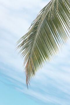 palm tree on blue sky