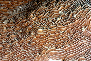 A picture of the coral reef