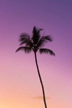 palm tree silhouette