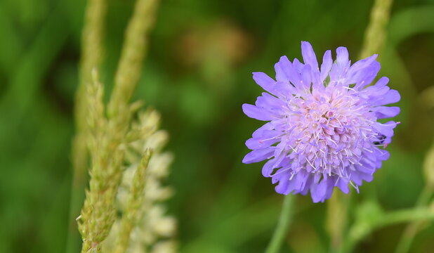 Lila bl&uuml;hende Scabiose am Feldrand