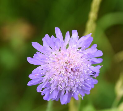 Lila Bl&uuml;te der Scabiose 