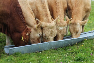 Three Charolais cattle and one Limousin breed eating beef nuts from trough in field on farmland in...