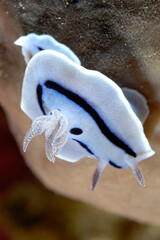 The beautiful colors of nudibranches