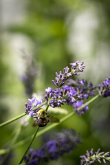 Bee on lavender 
