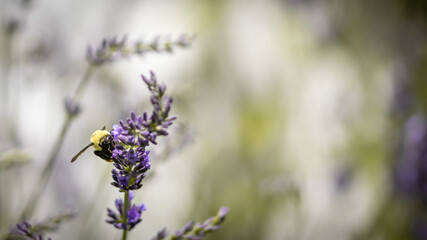 Bee on lavender 
